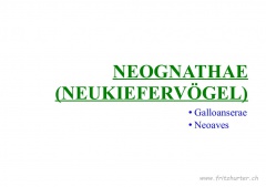 Neognathae (Neukiefervögel)